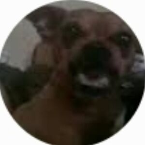 SOLD - Funny Dog Photo